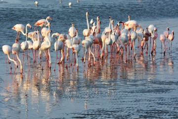 Obraz premium Flamingos in Walvisbay