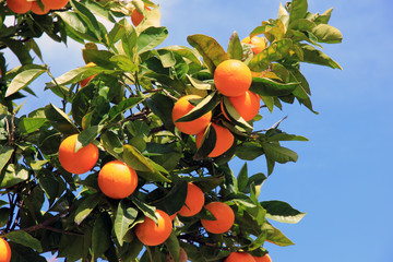Orangenbaum