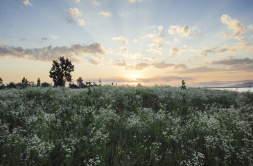 field of flowers at sunrise