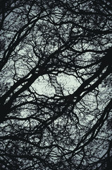 abstract symmetrical tree branches