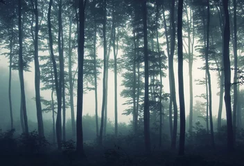 Gordijnen edge of forest in mist © andreiuc88