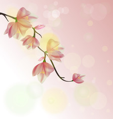 Watercolor sakura frame. Background with blossom cherry tree branches. Hand drawn japanese flowers on white background.