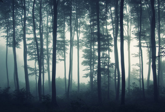 Fototapeta edge of forest in mist