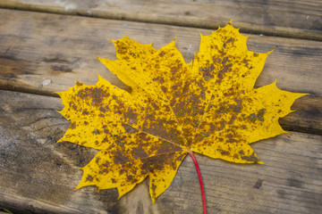 Obraz premium autumn landscape in (seven lakes) Yedigoller Park Bolu, Turkey