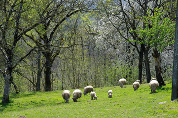 friedliches Bild weidender Schafe auf Frühlingswiese in Frankreich,  Limousin, Corrèze, Schafe...