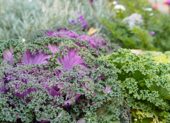 Obraz premium Ornamental Fringe Mix Kale Garden