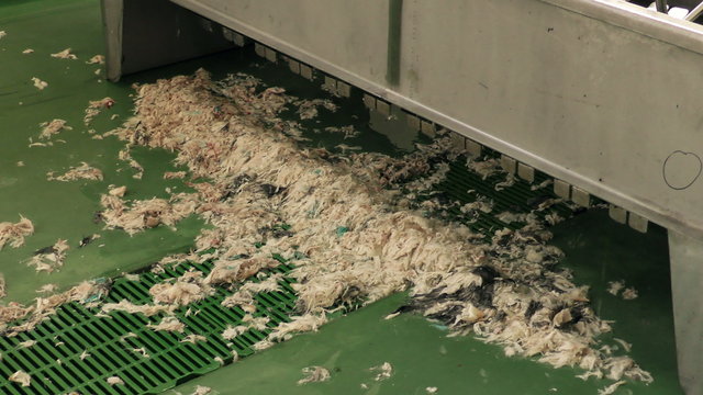 Organic waste management: A worker cleaning scalding tub in a slaughterhouse to ensure proper sanitation and hygiene.