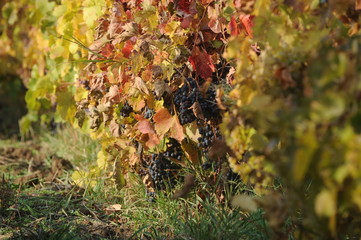 Red wine grapes hanging in the vineyard