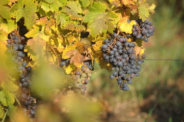 Red wine grapes hanging in the vineyard
