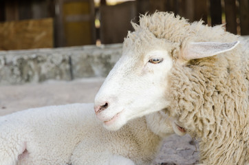 Alone sheep in a farm.Close up