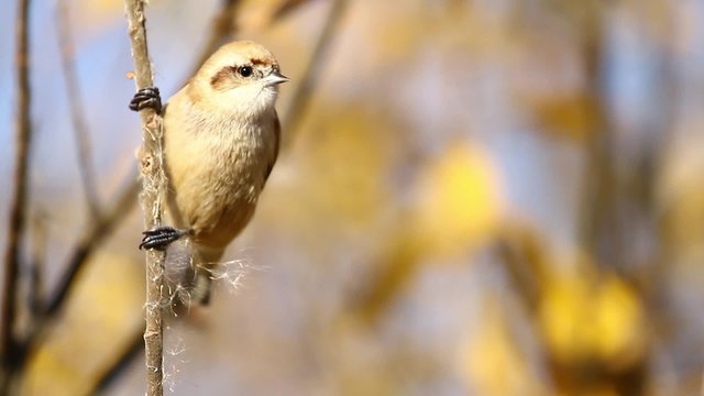 bird sits on a thin branch, bright colors/Eurasian penduline tit sits on a thin branch, bright colors, autumn leaves