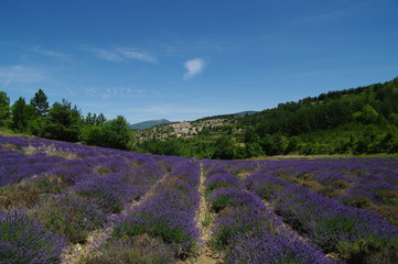 Fototapeta premium Blick über blühendes Lavendelfeld auf provenzalisches Dorf in den Bergen; F, Provence, Vaucluse, Aurel
