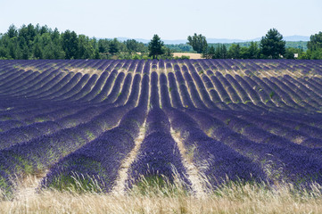 weiter Blick über blühendes Lavendelfeld am Plateau de Valensole, F, Provence