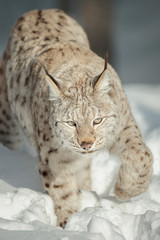 A Eurasian Lynx in Snow