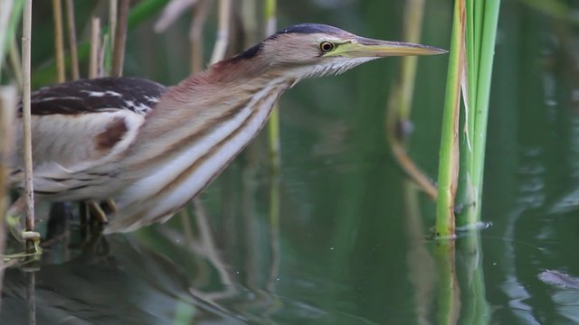 Little Bittern watches fish/The little bittern guards fish, a bird in the bush cane