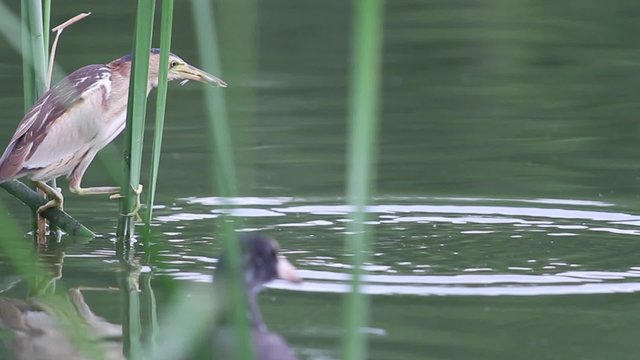 little bittern caught fish/The little bittern sitting on reeds caught fish