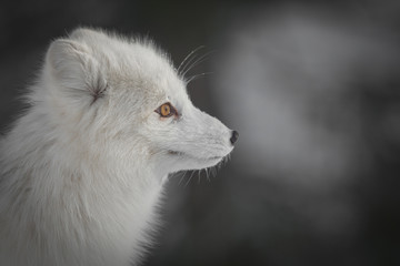 An Arctic Fox in Winter