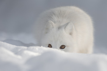 An Arctic Fox in Snow looking at the camera.
