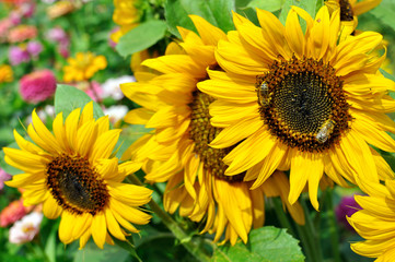 working bees on the blooming sunflower