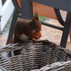 Eichhörnchen beim Nüsseklau