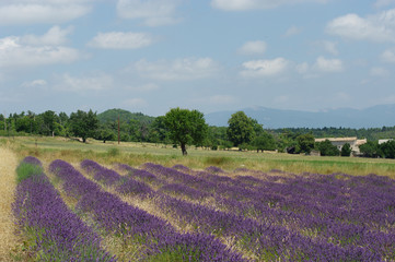 Fototapeta na wymiar Provence, Lavendelfeld mit Bäumen