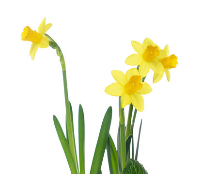 Daffodils / Daffodils over a bright background