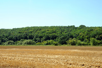 Field of ripe wheat on a background of forest
