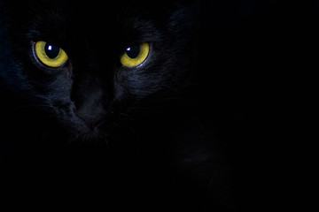 Golden stare of a black cat - Powered by Adobe