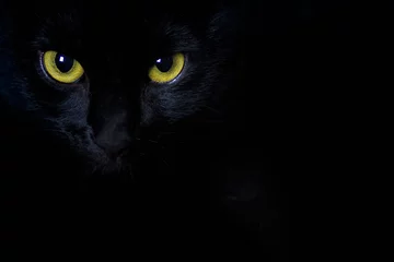 Cercles muraux Chat Regard d& 39 or d& 39 un chat noir