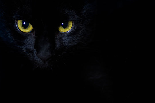 Golden stare of a black cat
