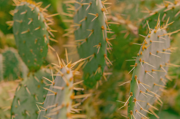 Kaktus, Kaktusfeige, Nahaufnahme, Hintergrund