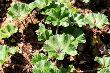 Common mallow herb garden