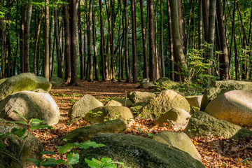 Findlinge im Wald