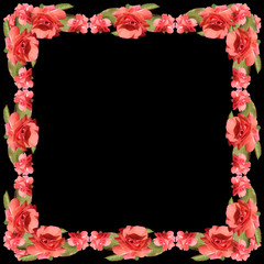 Coral Rose. Isolated 