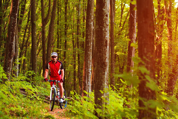 Obraz premium Rider on Mountain Bicycle it the forest
