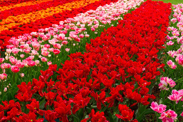 holland tulips field