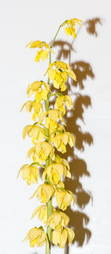 calanthe orchid