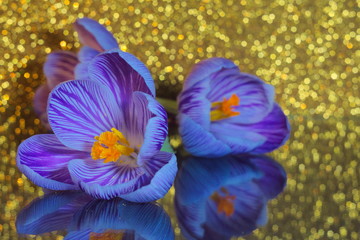 Beautiful flower, violet crocus