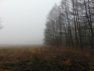 Gęsta mgła na granicy lasu i pola