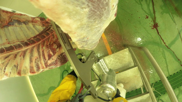 First Person View Fpv Shot From Helmet Mounted Camera Of A Butcher Cutting In Half A Cattle Carcass With An Electric, Equipment Markings Are Warning Instructions And Does Not Contain Trademarks
