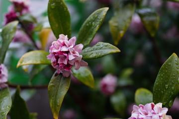 雨　濡れる　沈丁花