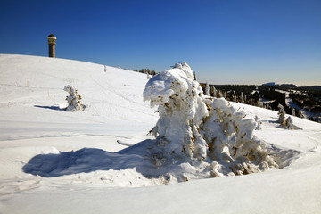 eingeschneite Fichten am Feldberg im Winter