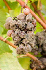 Noble rot of a wine grape, botrytised grapes