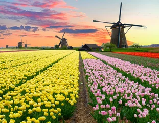 Fotobehang dutch windmill over  tulips field © neirfy