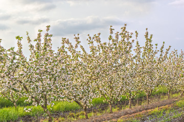 Fototapeta na wymiar Blossoming apple orchard at sunset