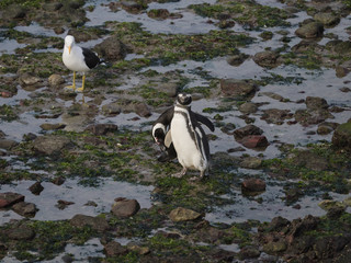 Obraz premium Magellanic penguin (Spheniscus magellanicus)