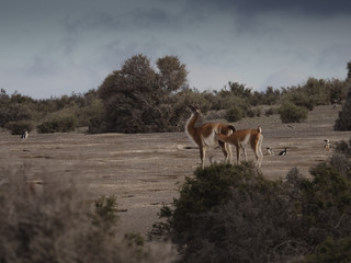 The guanaco (Lama guanicoe)
