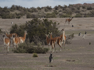 The guanaco (Lama guanicoe)