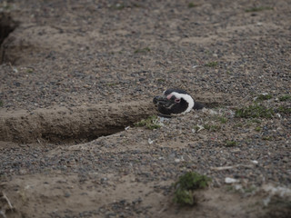  Magellanic penguin (Spheniscus magellanicus)