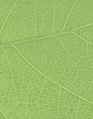 Naklejka na ściany i meble Nature background with free space for text or image. Green leaf